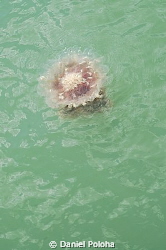 Jellyfish floating in the green sea by Daniel Poloha 